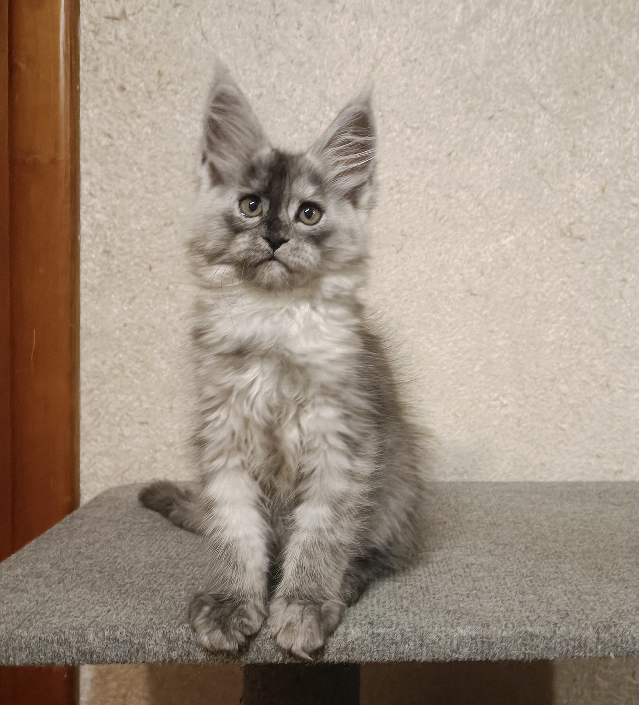 Isabella