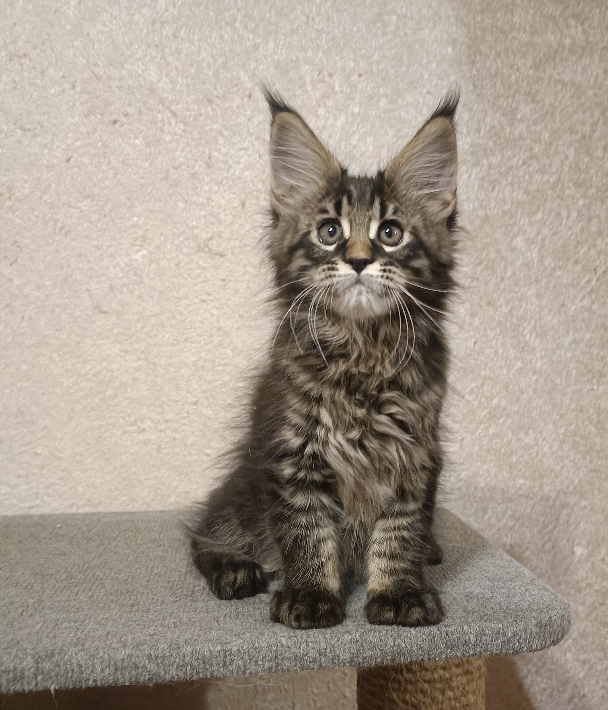 Isidor
